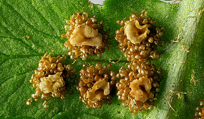 Spore-containing sori on fern frond