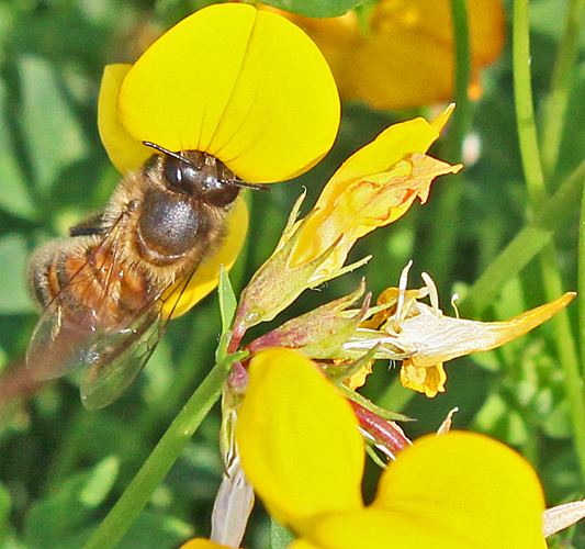 Honeybee on bird’s-foot trefoil