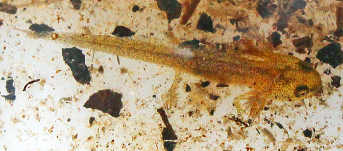 Newt tadpole