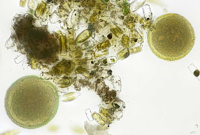 Spherical algae from brown slime