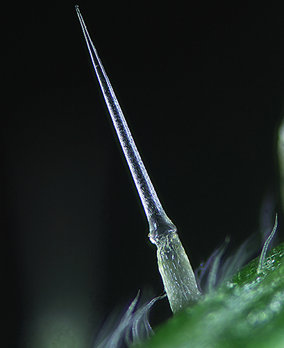 Stinging hair on nettle stem (by Alan Wood)