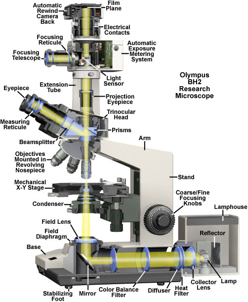 Cutaway diagram of an Olympus BH-2 BHS microscope – copyright Olympus America Inc.