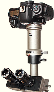 Canon EOS digital SLR on an Olympus BH microscope Canon EOS digital SLR on an Olympus BH microscope