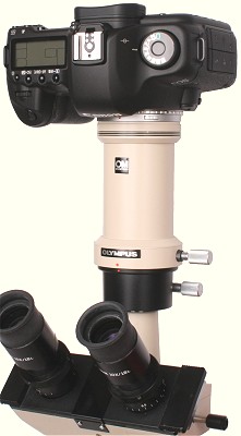 Canon EOS digital SLR on an Olympus CK2 inverted microscope Canon EOS digital SLR on an Olympus CK2 inverted microscope