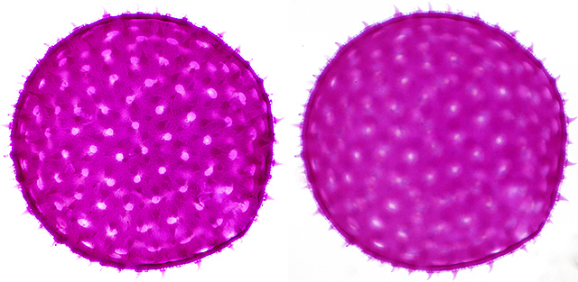 Mallow pollen grain Mallow pollen grain