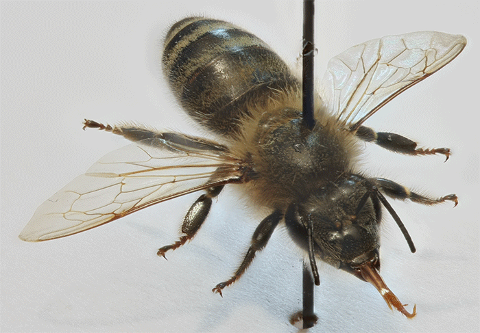 Honeybee animated GIF