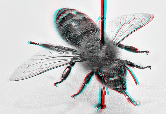 Stereoscopic honeybee photo for red-cyan anaglyph glasses