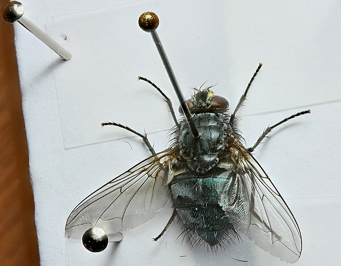 Pinned fly