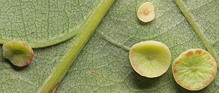 Smooth spangle galls on oak leaf