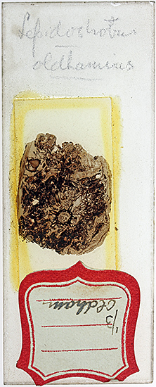 Slide of coal with plant fossils