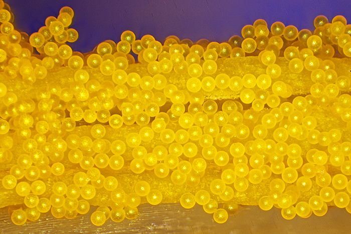 Stacked image of crocus pollen on stamen