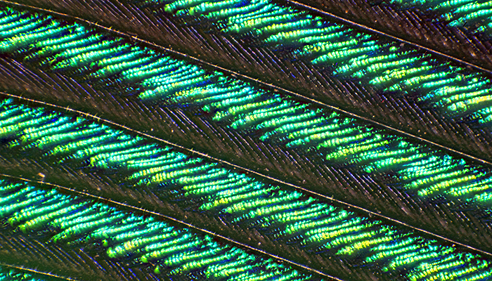 Stacked image of peacock wing feather