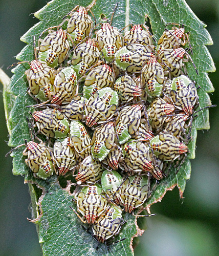 Parent bugs on birch