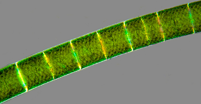 Spirogyra sp. filamentous alga