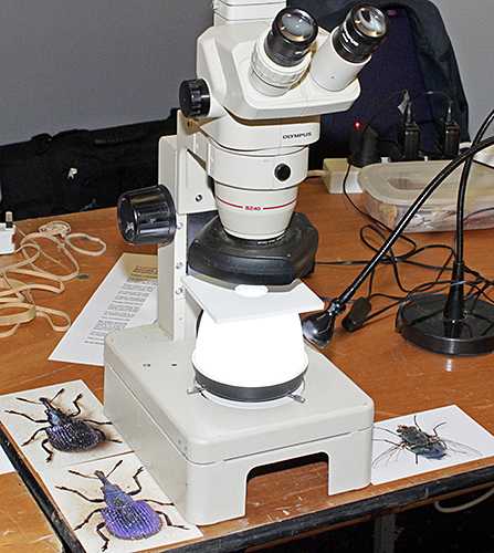 Shadowless illuminator with a stereomicroscope