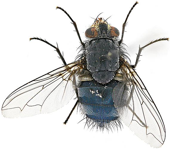 Blue bottle (Calliphora vomitoria) lit with shadowless illuminator