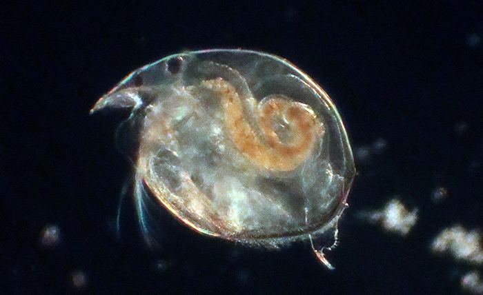 Chydorid waterflea (Chydorus sp.)