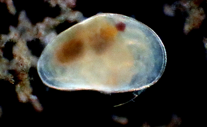 Ostracod