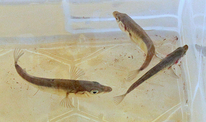 Three-spined sticklebacks (Gasterosteus aculaeatus)