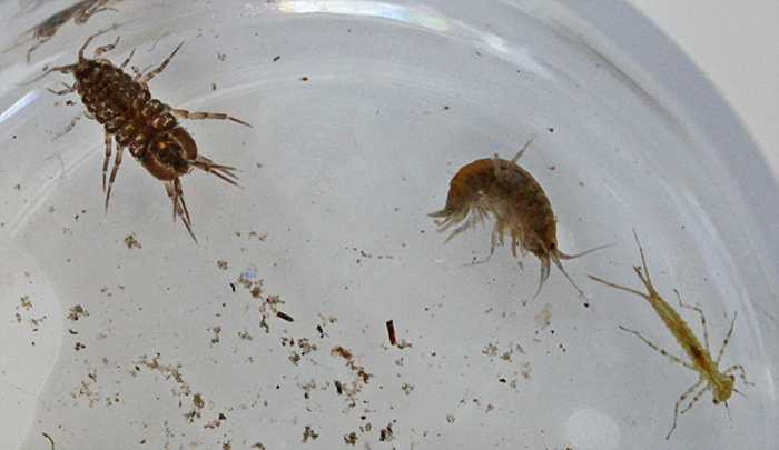 Water slater, freshwater shrimp and mayfly nymph