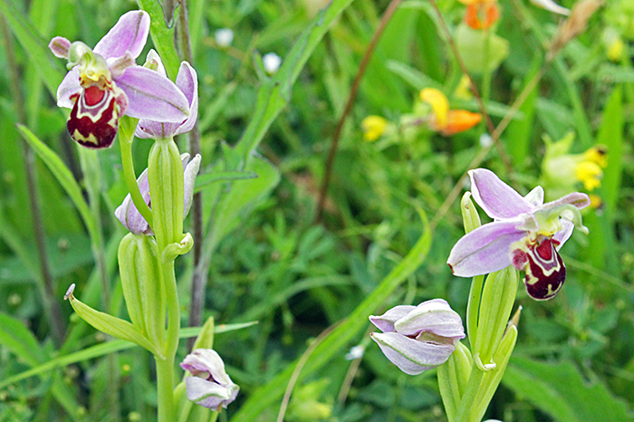 Bee orchids (Ophrys apifera)