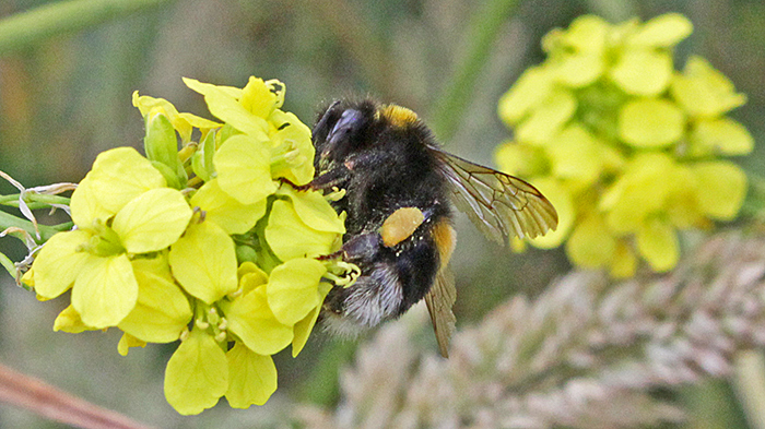 Bumblebee