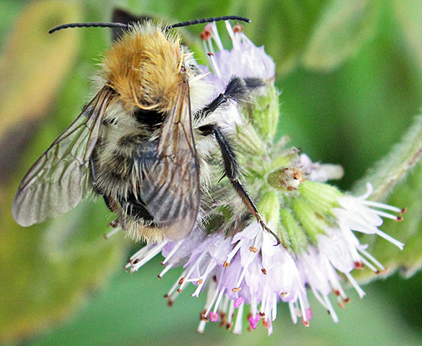 Common carder bee