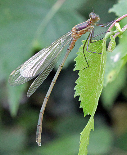 Damselfly