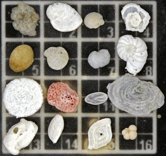 Arrangement of 16 forams