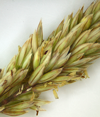 Grass flowers