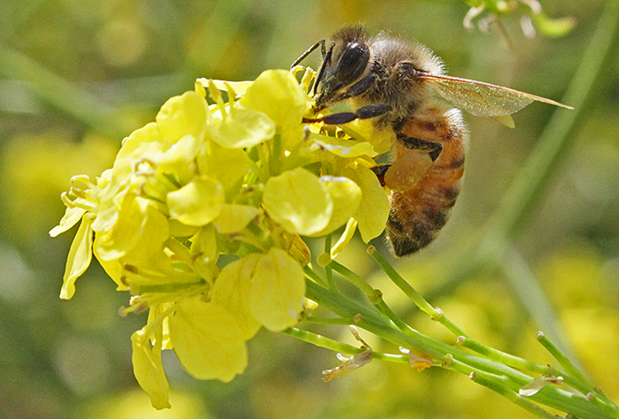 Honeybee (Apis mellifera)