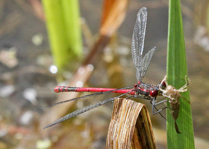 Large red damselfly (Pyrrhosoma nymphula)