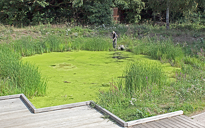 Nigel Ashby collecting from a duckweed-covered pond