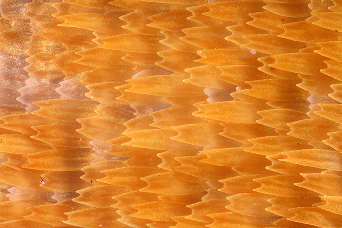 Small heath scales