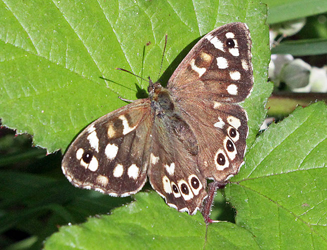 Speckled wood (Pararge aegeria)