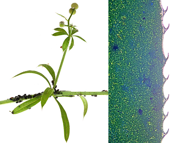 Cleavers (left) and its hooked leaf hairs