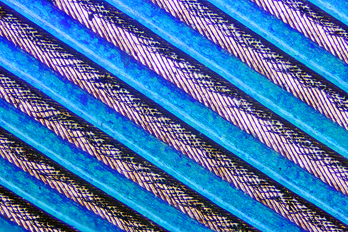 Kingfisher feather under the microscope