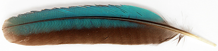 Kingfisher feather