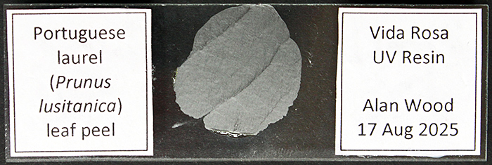 Leaf peel of Portuguese laurel