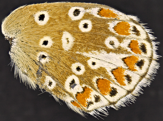 Underwing of Brown Argus (Aricia agestis)