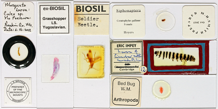 Insect slides