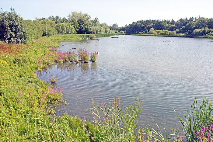 Millpond at Warnham LNR